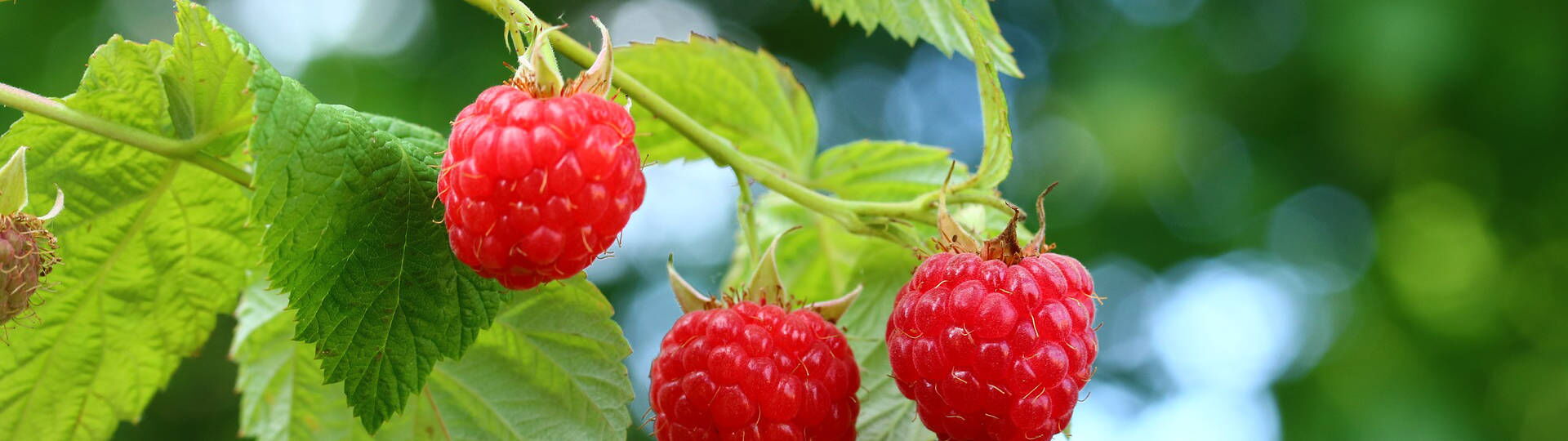 Himbeer-Banner 2